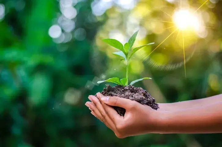 Climate Policy in Action: Governments and Green Initiatives